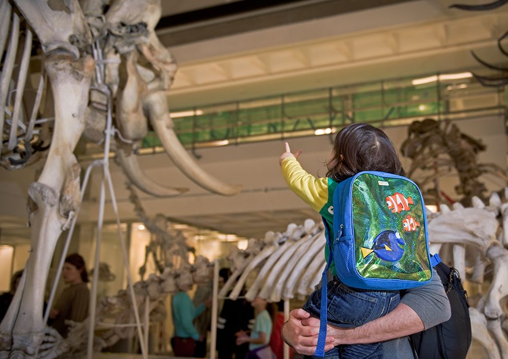 A child pointing at an elephant skeleton in the Museum of Zoology