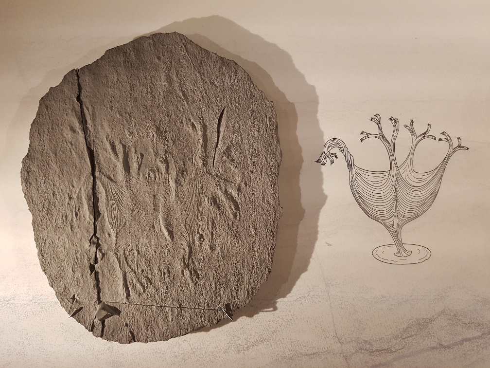 Studying the earliest animal life - Cambridge University Museums