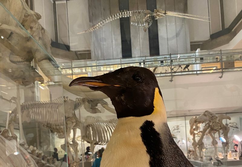 University of Cambridge Museums Activity Update, January – March 2024 ...