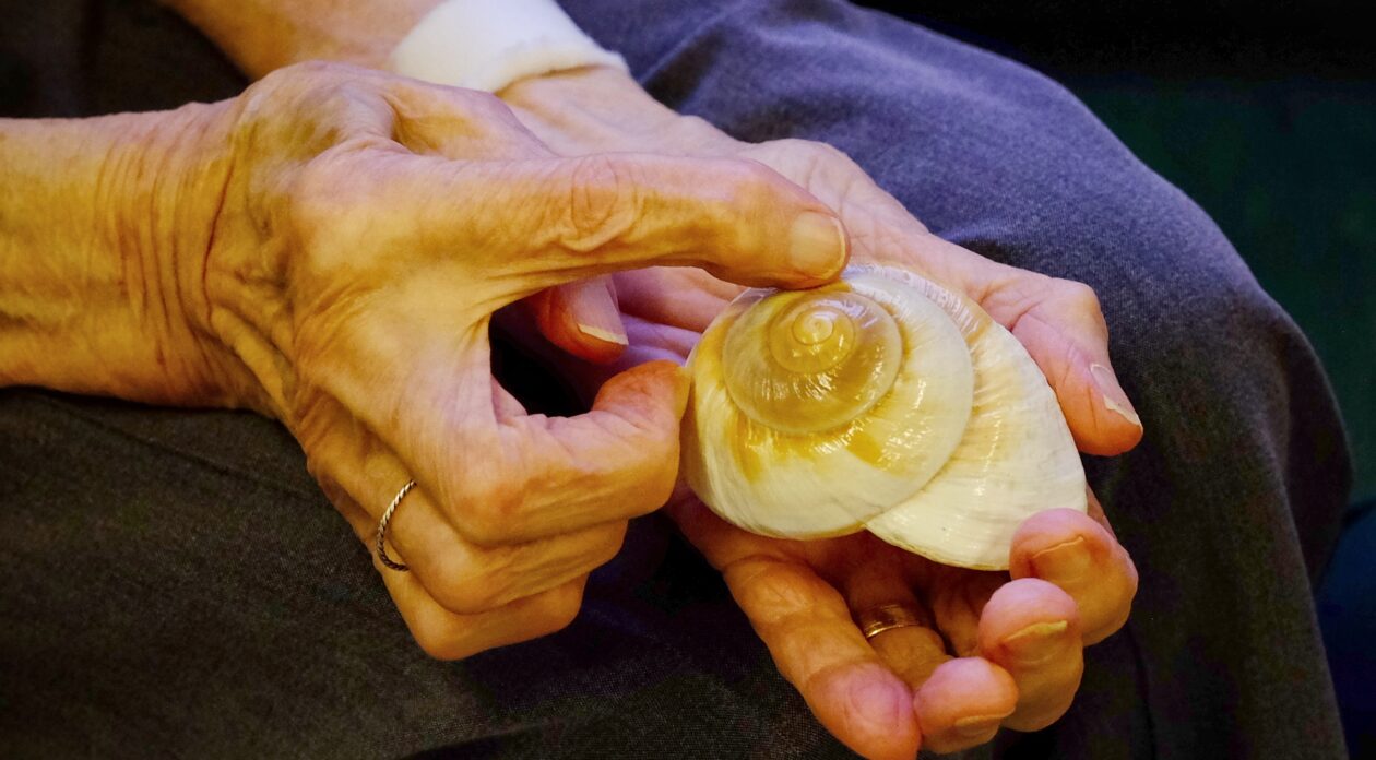 An older person holding a shell in one hand and tracing it in the other.