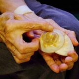 An older person holding a shell in one hand and tracing it in the other.
