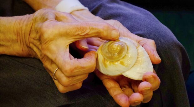 An older person holding a shell in one hand and tracing it in the other.