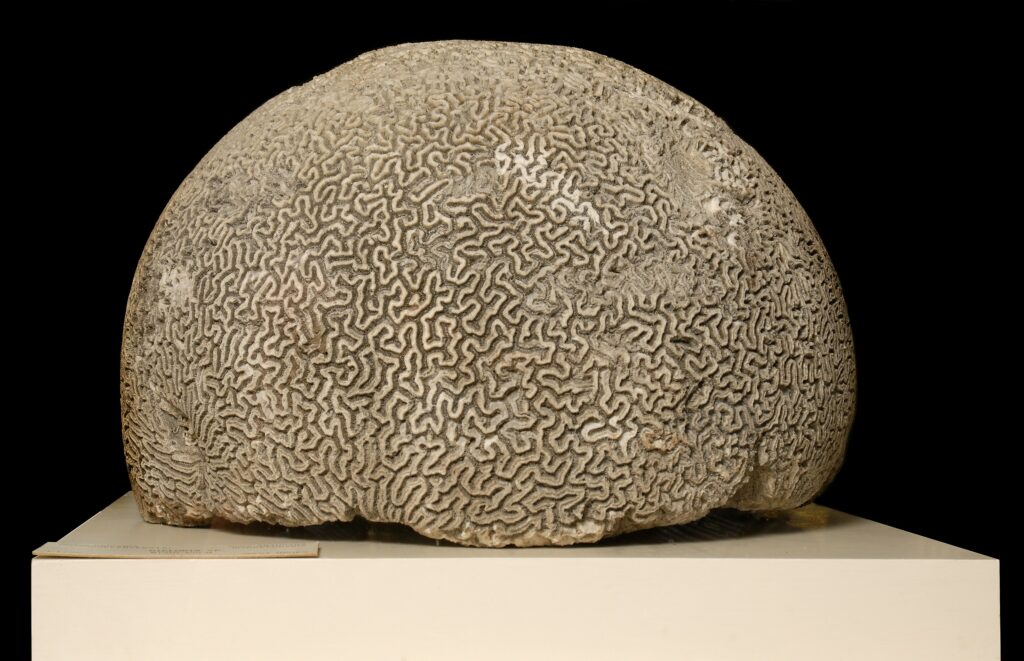A domed brain coral specimen on display on a white plinth at the Museum of Zoology.