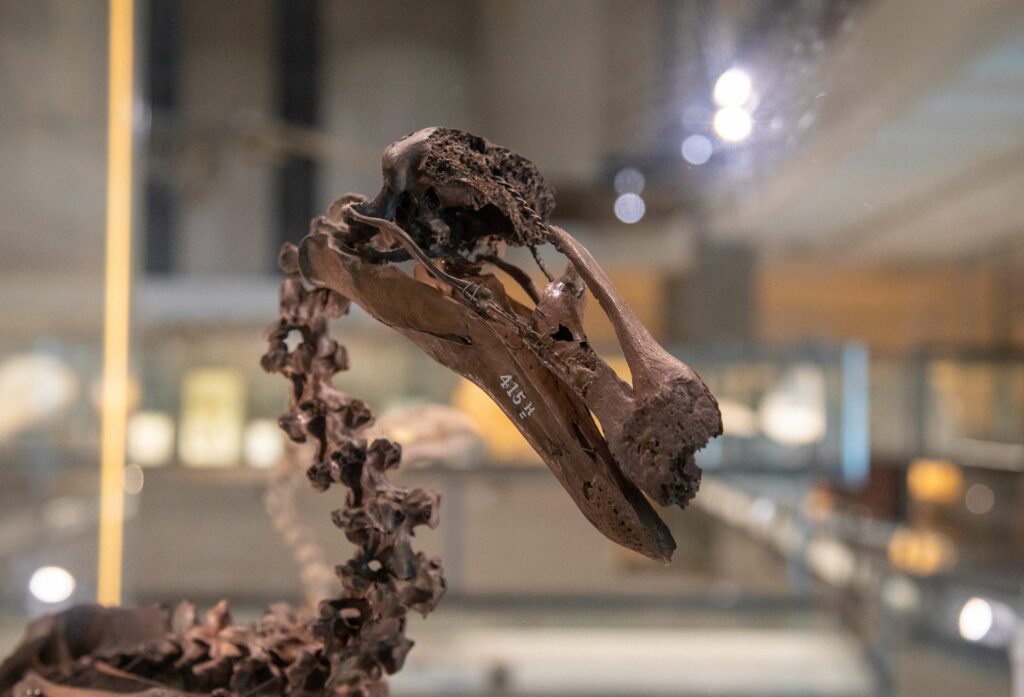 A close up of a dodo skeleton in the Museum of Zoology.