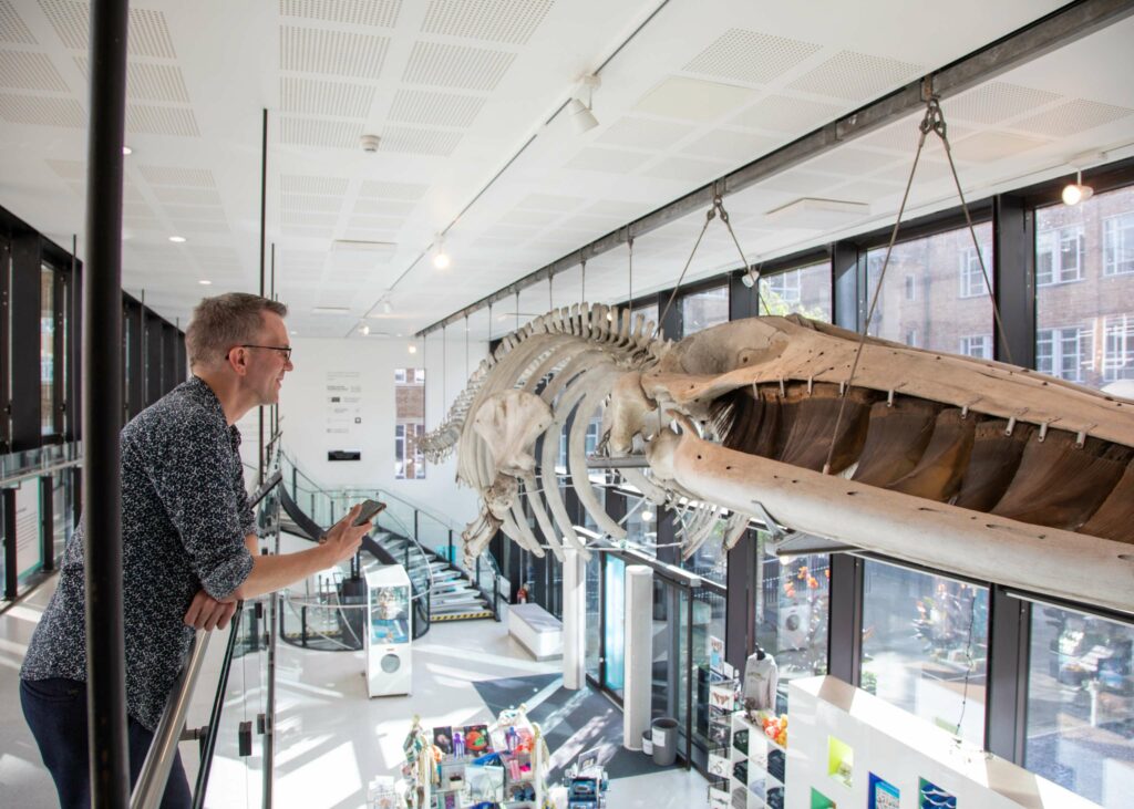 Museum Assistant Director Jack Ashby leans over a balcony to look at the fin whale hanging from the ceiling of the Museum, whilst holding his phone.