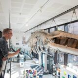 Museum Assistant Director Jack Ashby leans over a balcony to look at the fin whale hanging from the ceiling of the Museum, whilst holding his phone.