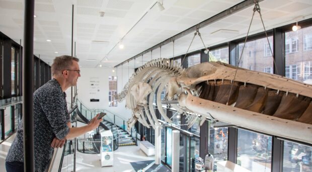Museum Assistant Director Jack Ashby leans over a balcony to look at the fin whale hanging from the ceiling of the Museum, whilst holding his phone.