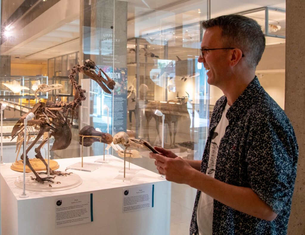 Museum Assistant Director Jack Ashby looks at the dodo skeleton on display at the Museum of Zoology holding his phone in his hands.