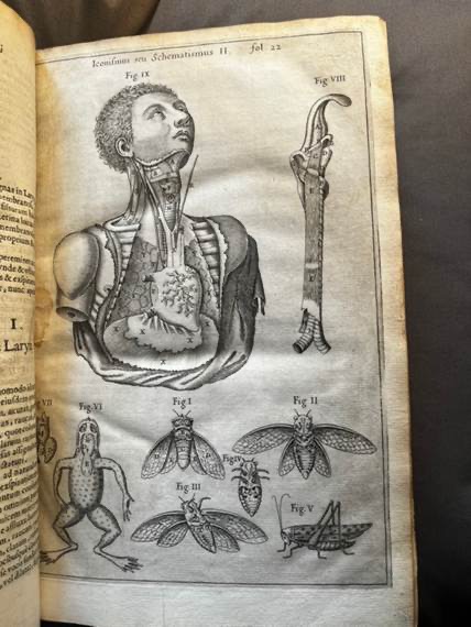 An open book showing a page of cross sections of a person, a frog and a number of insects.