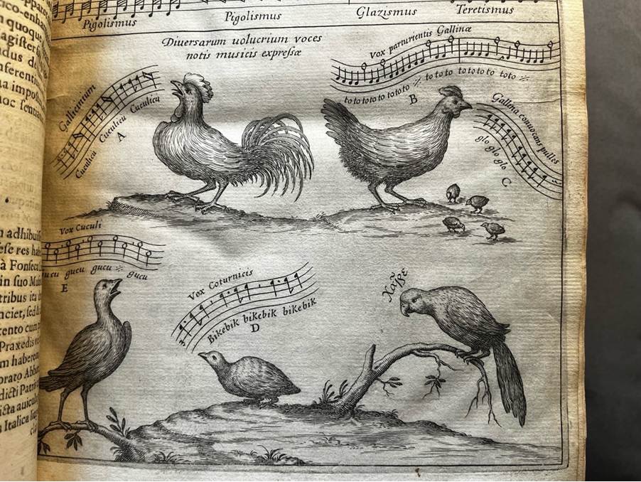 An open book on a page showing four birds with their songs transcribed onto musical lines next to them.