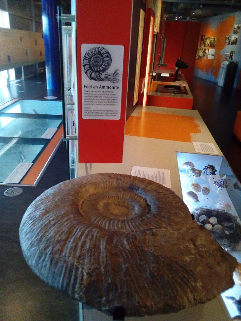 A large ammonite as part of a gallery display, next to objects in cases