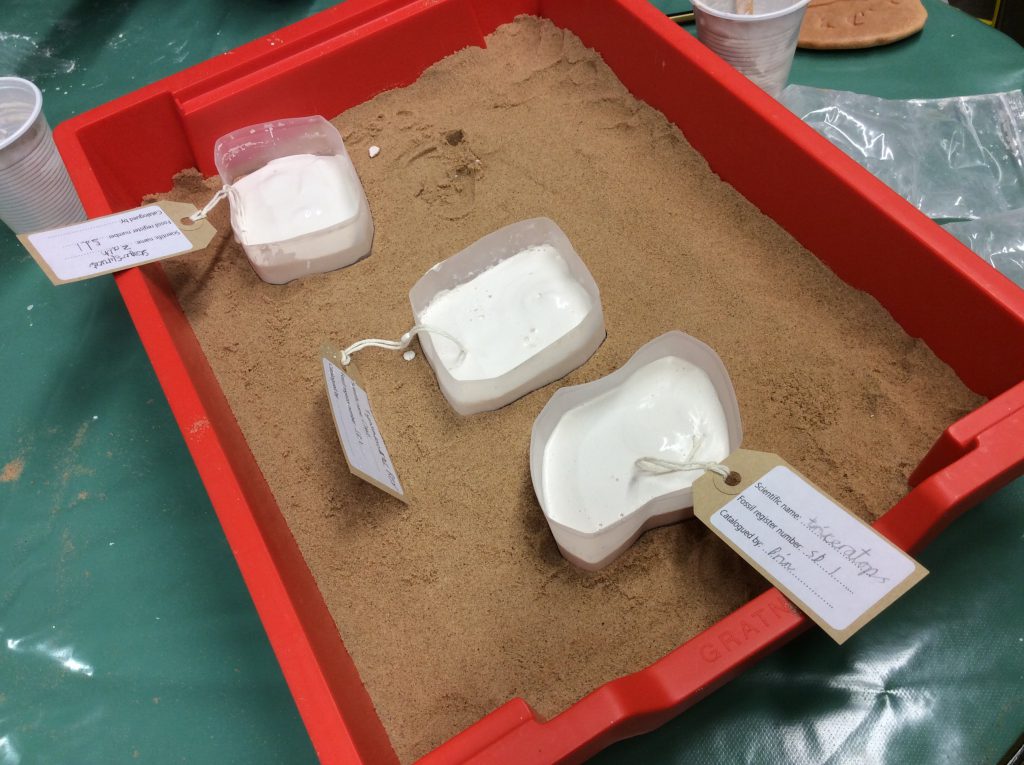 Three labelled tubs of white plaster in a tray, with an impression of a dinosaur footprint in each one