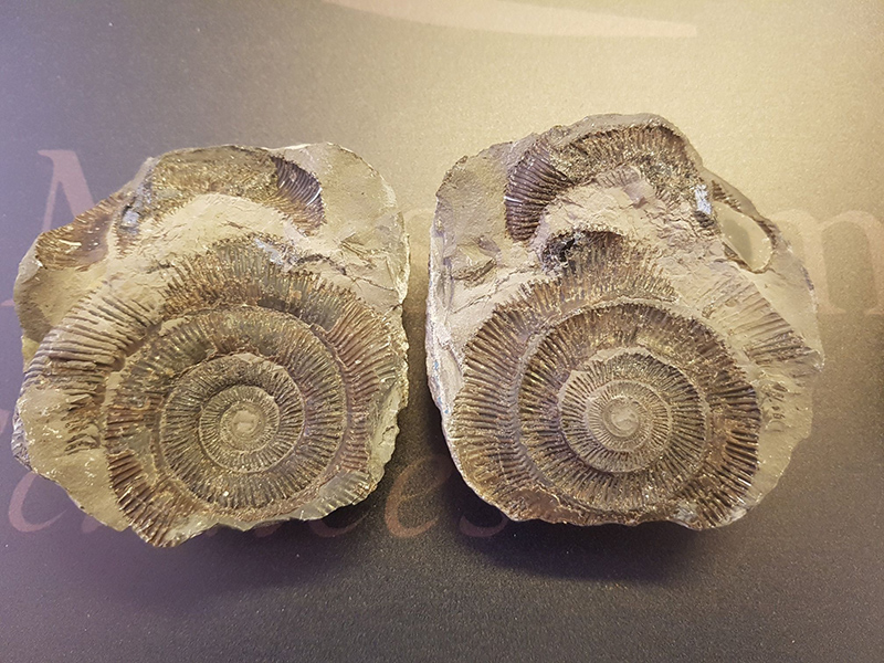 Two ammonites