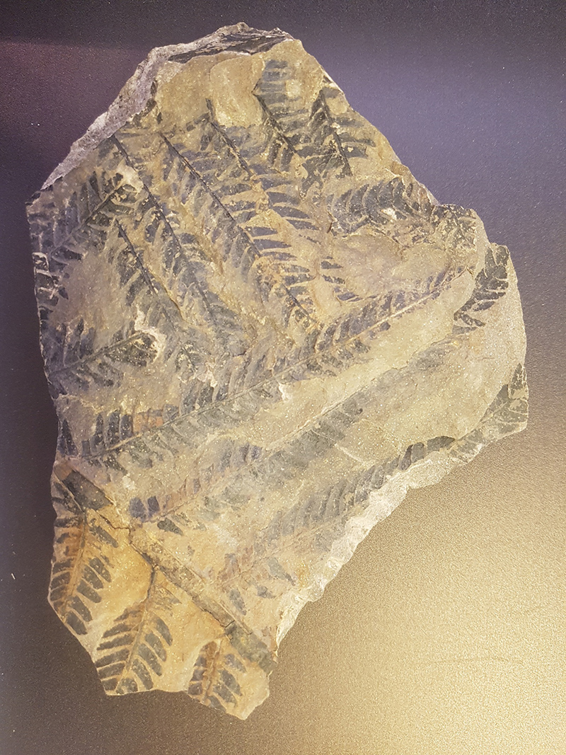 Fossil plant