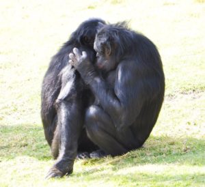 A pair of bonobos