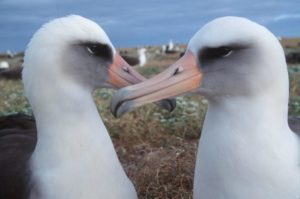 An pair of Laysan albatrosses