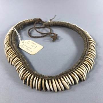 A necklace made from tree kangaroo teeth, late 19th century