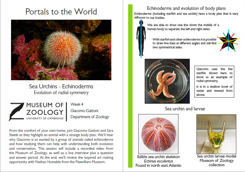 Image of handout: An example spread from the handout for our Echinoderms session