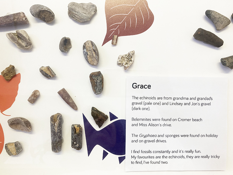 a display of small fossils against a patterned background, with a printed label written by Grace 
