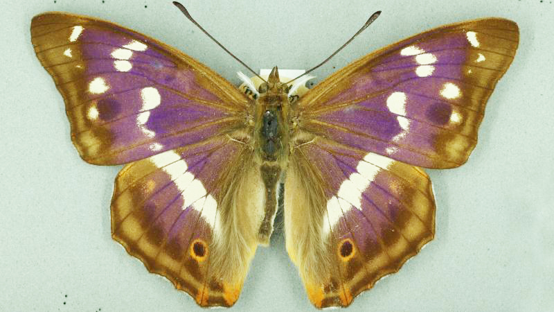 butterfly on green background. the butterfly's wings are purple, shading to brown at the tips, with white streaks