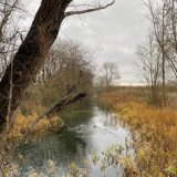 Stream surrounded by trees and rushes