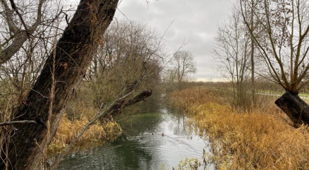 Stream surrounded by trees and rushes