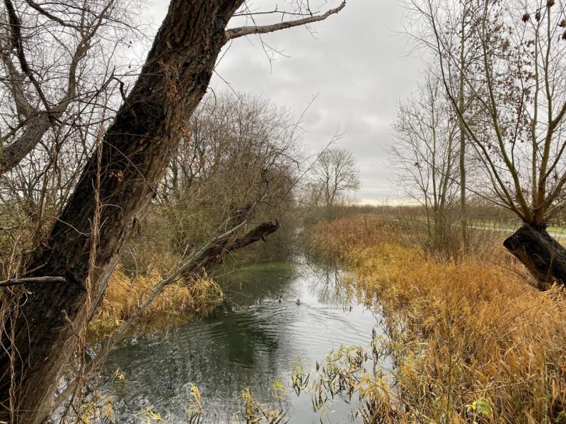 Stream surrounded by trees and rushes