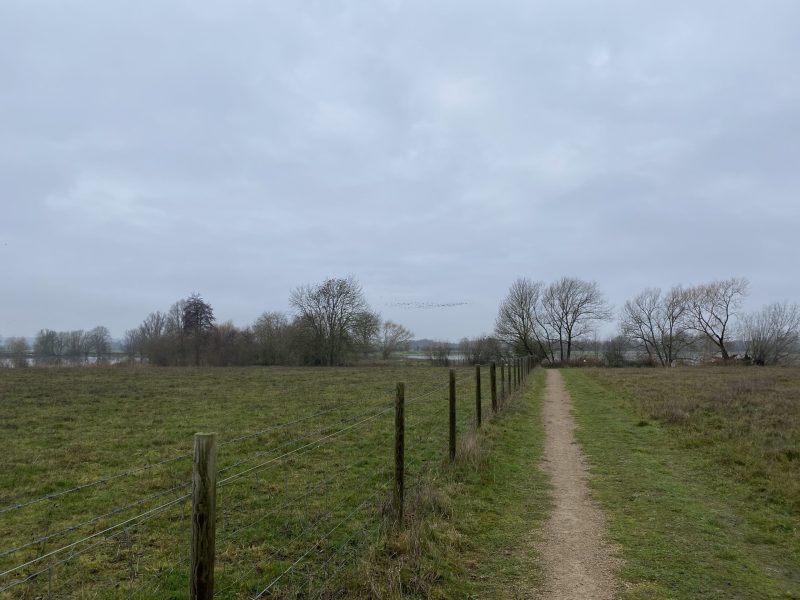 Path across a field with birds visible on the horizon