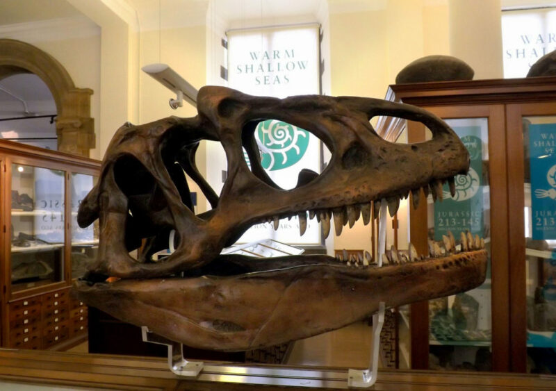 Bronze cast of a T-rex head on top of museum display cabinet