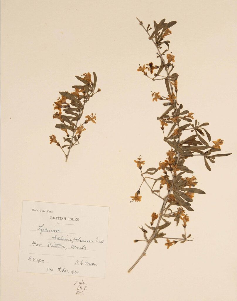 A Lycium halimifolium specimen collected at Fen Ditton in 1912 with a pressed plant and a handwritten label.