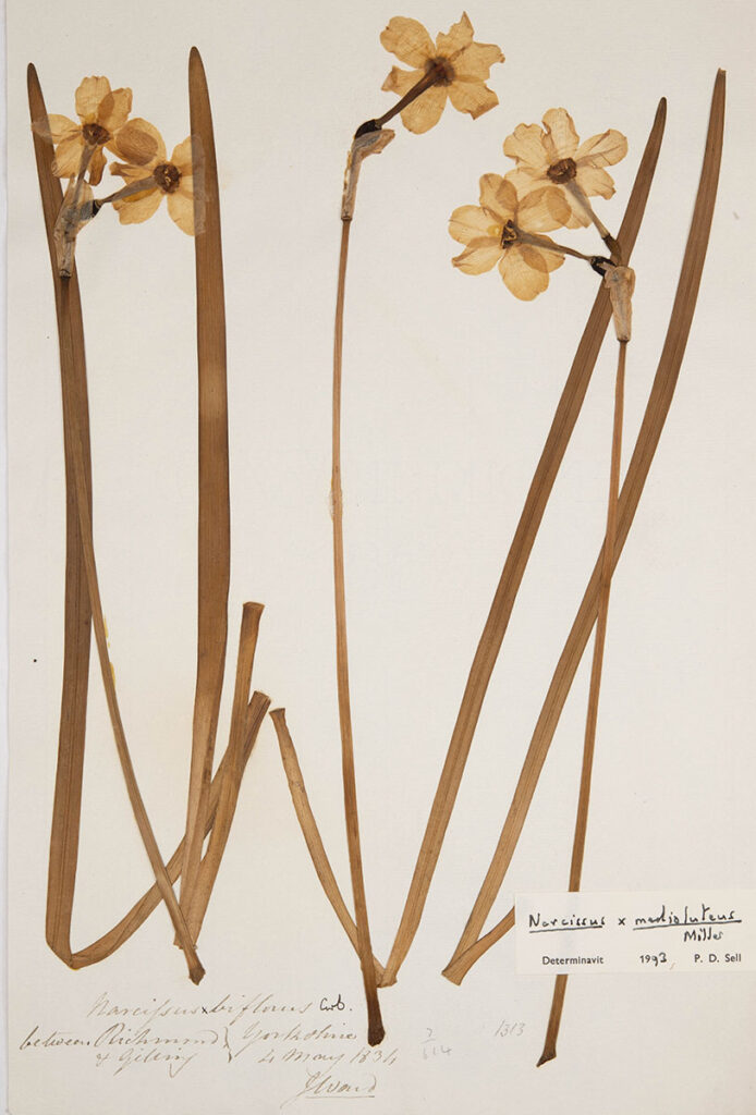A Narcissus specimen collected in May 1834 comprising a pressed flower and handwritten label.