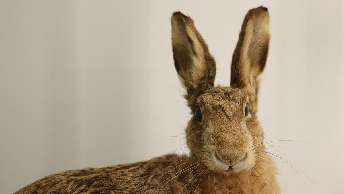 Stuffed Hare
