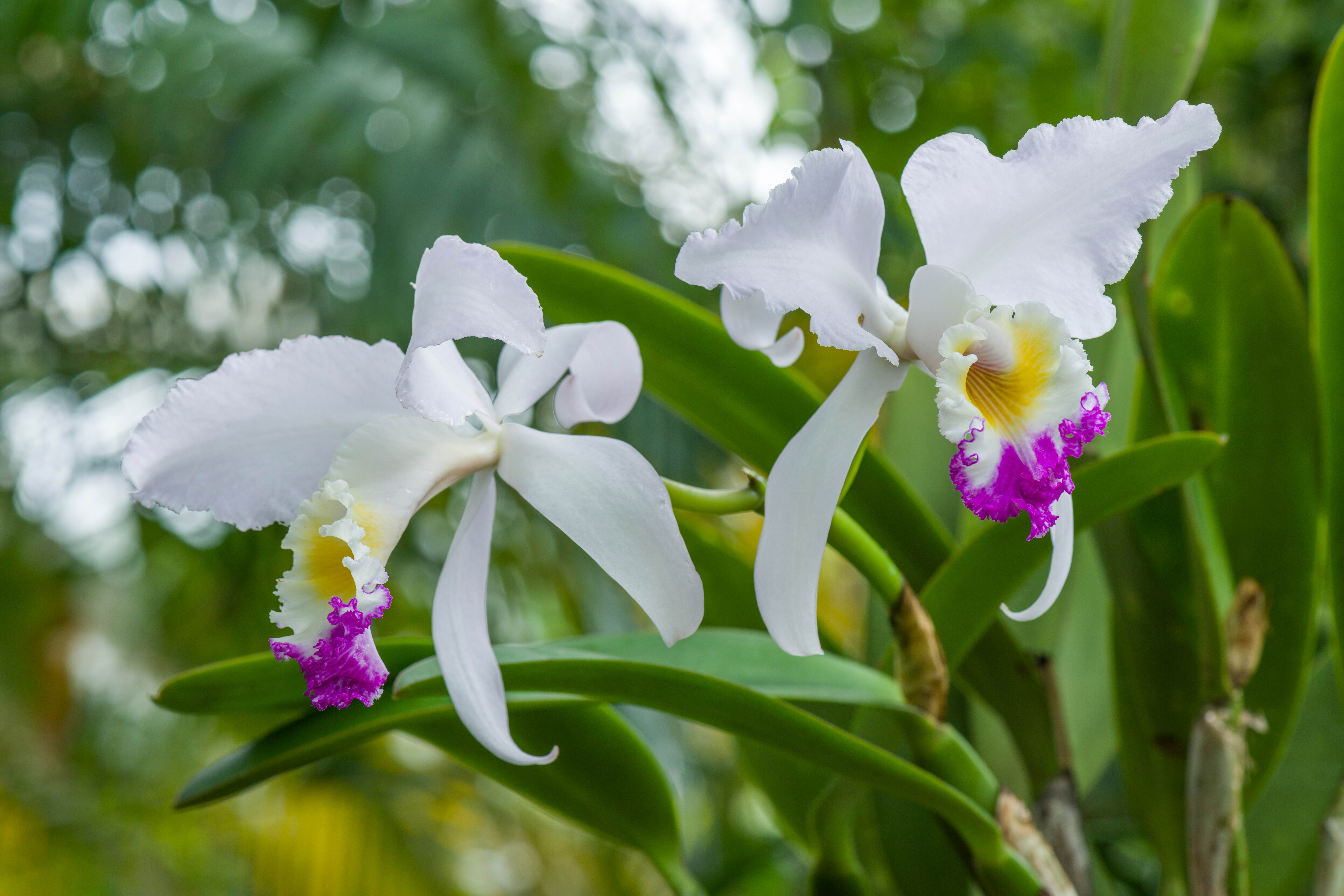White flowers with purple centres.