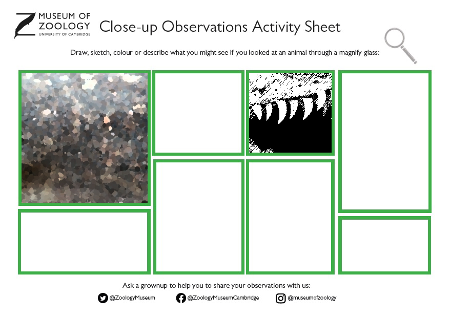 Close-up observations activity sheet