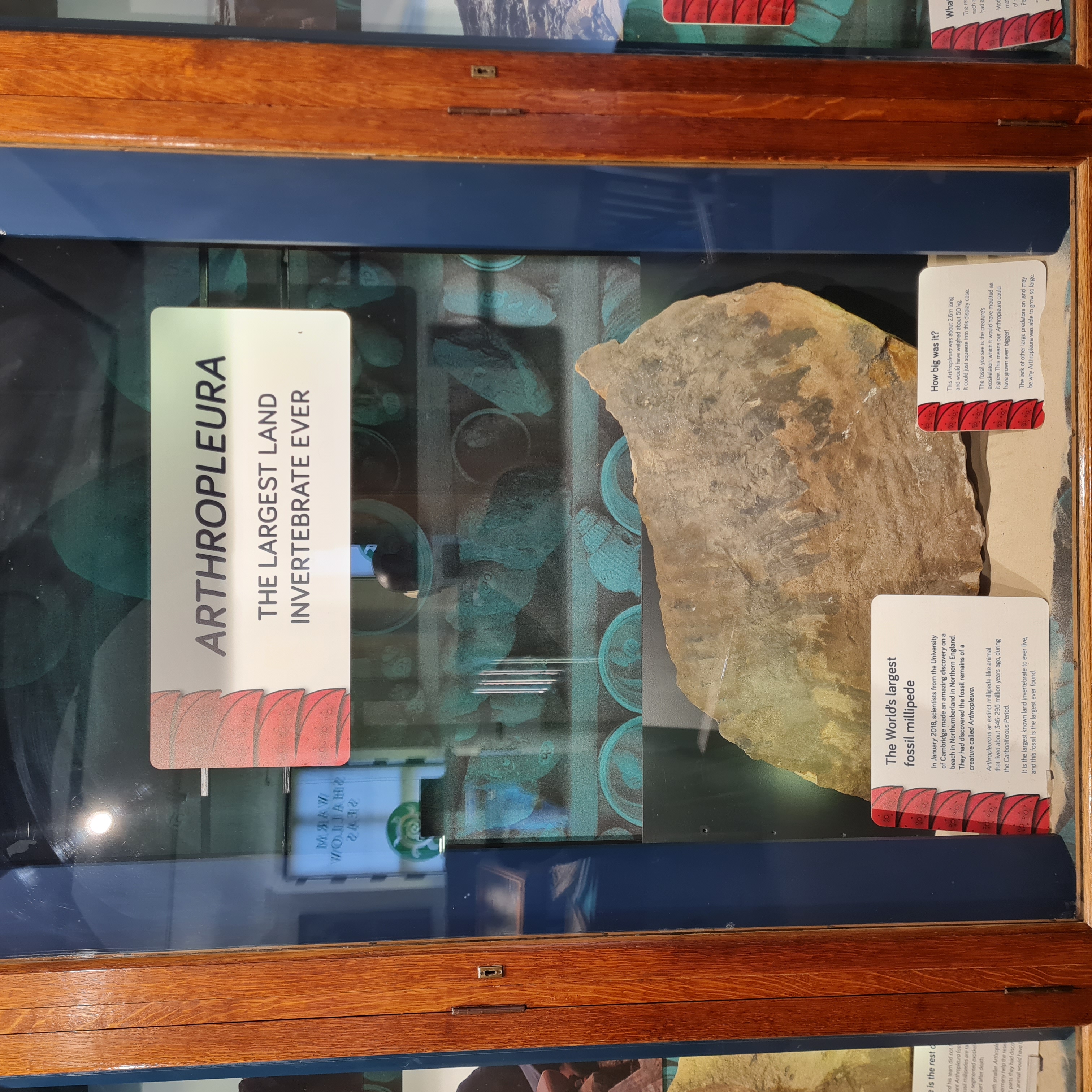 museum display case with fossil
