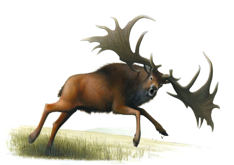 megaloceros