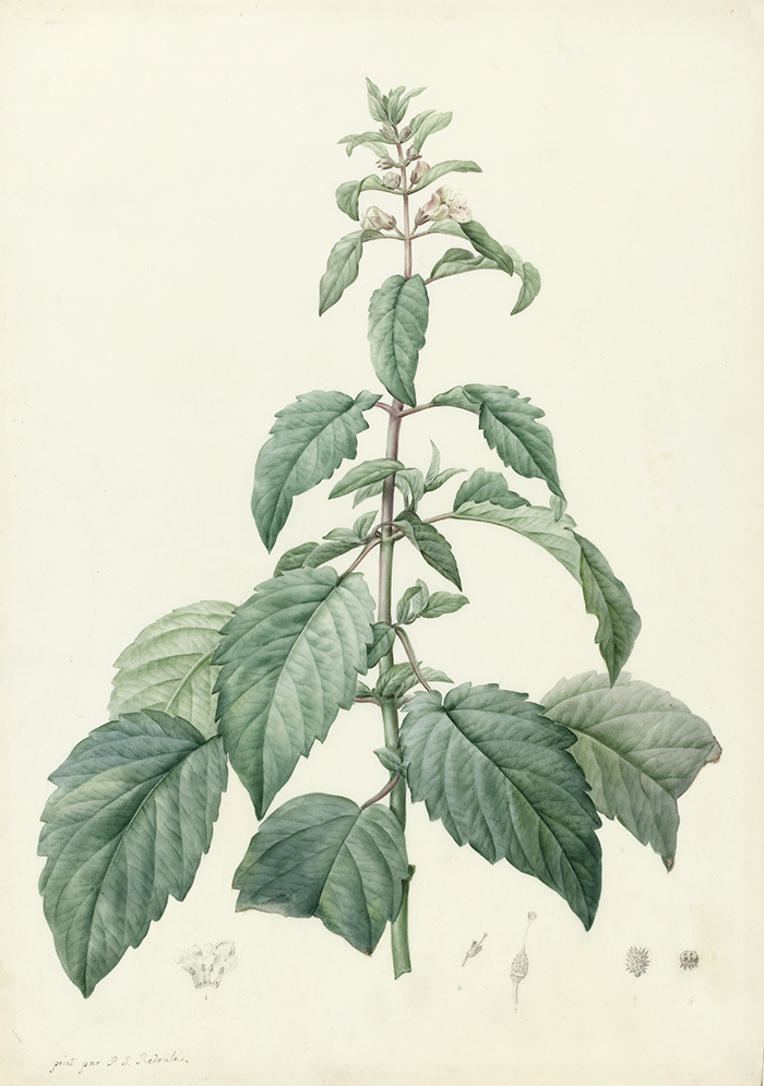 botanical watercolour showing a tall, green plant with serrated, nettle-like leaves
