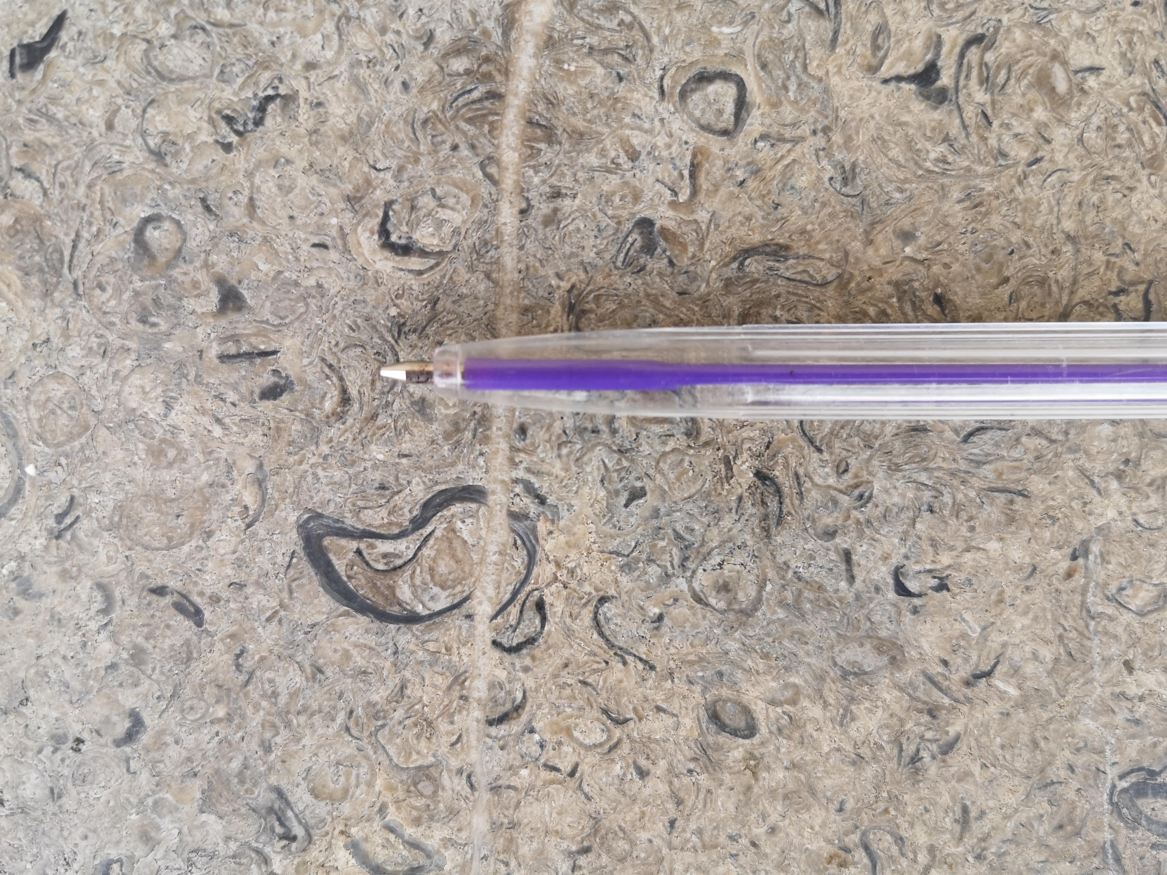 fossiliforous limestone with purple biro pen