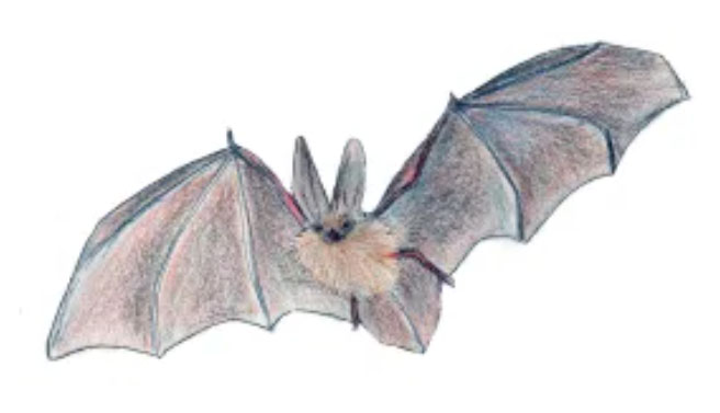 Illustration of bat