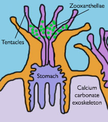 coral polyp diagram