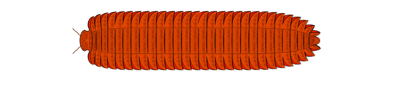 millipede graphic