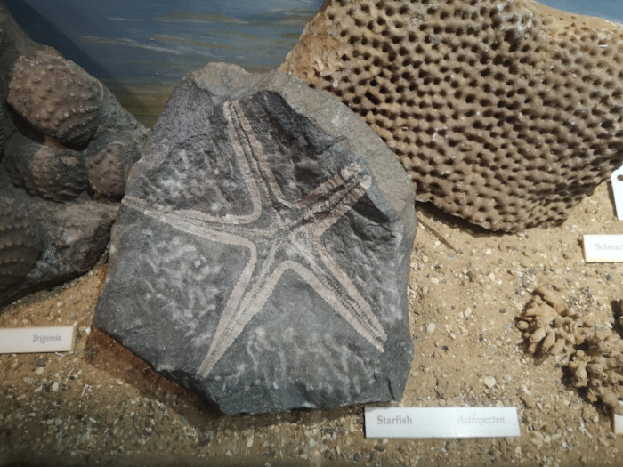 fossil starfish