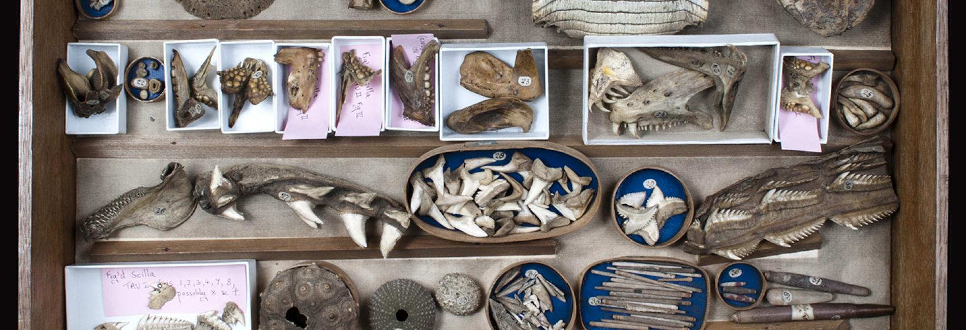 Fossil Rubbing University of Cambridge Museums