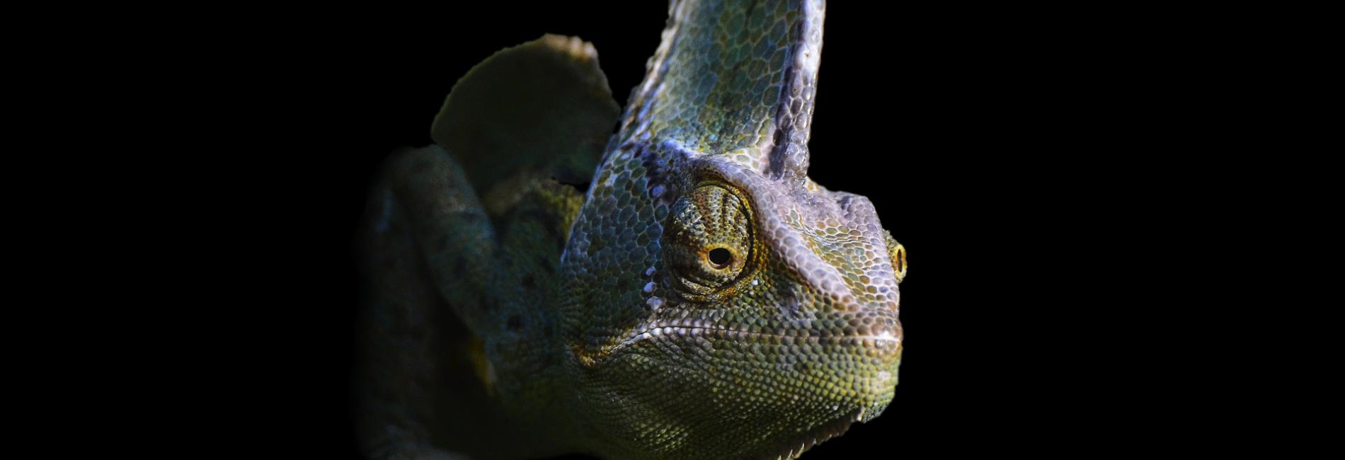 Chameleon