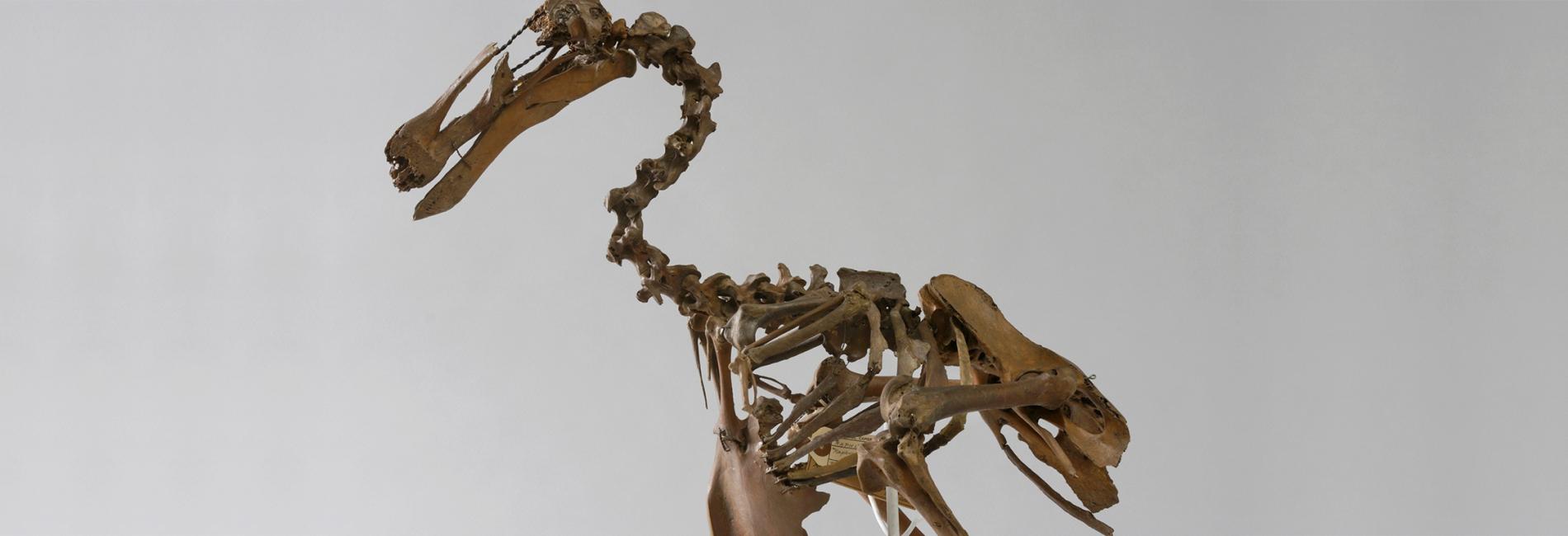 Dodo skeleton