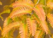 Autumn foliage on the dawn redwood