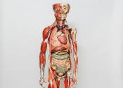 Papier-mâché anatomical model of a human, c. 1890 