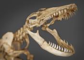 KOMODO DRAGON skeleton