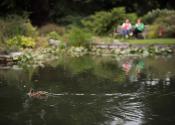 Duck in pond