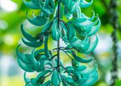 Detail of the Jade Vine at the Botanic Garden